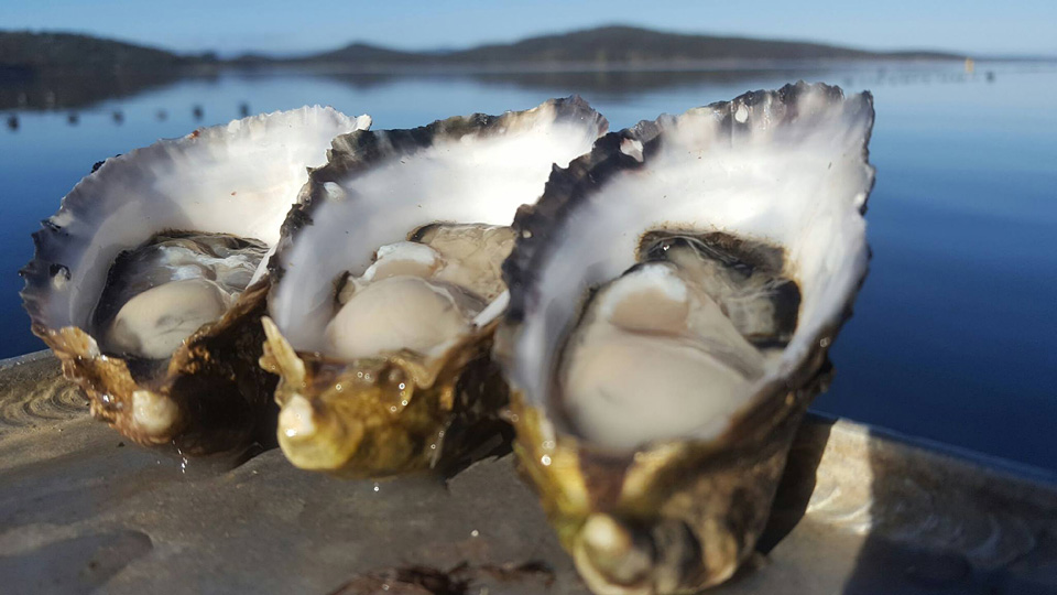 bruny island oysters 960x540